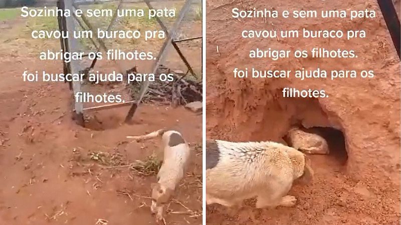 Reprodução/TikTok
