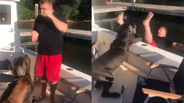 Reprodução/ TikTok/ @ thepetcollective