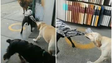 Reprodução/TikTok