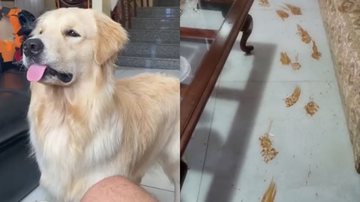 Reprodução/TikTok @maya_the_dog8