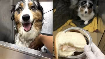 Reprodução/Instagram @apccvet