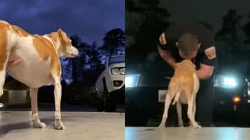 Imagem Cadela idosa e doente faz de tudo para esperar reencontro com tutor; assista