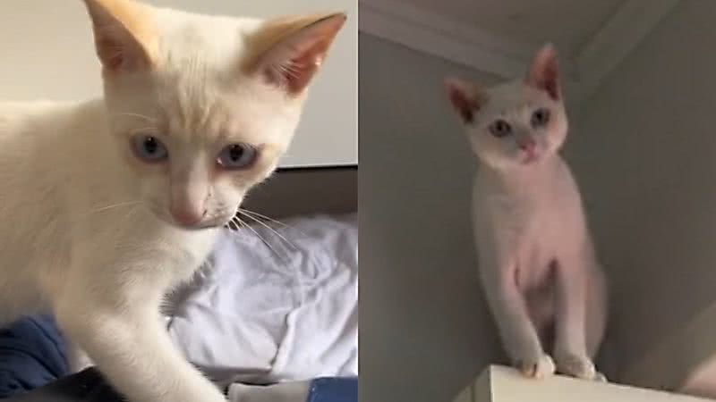 Reprodução/TikTok @porgattothai