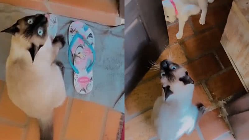 Reprodução/TikTok @vivianeh.soares.1
