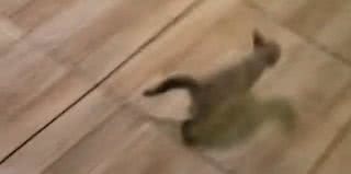 Reprodução/TikTok @marquesrian