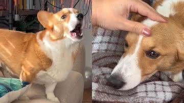 Reprodução/TikTok @teresa_jack