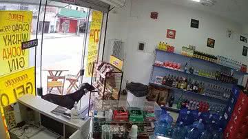 Reprodução