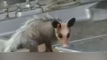 Arquivo Pessoal
