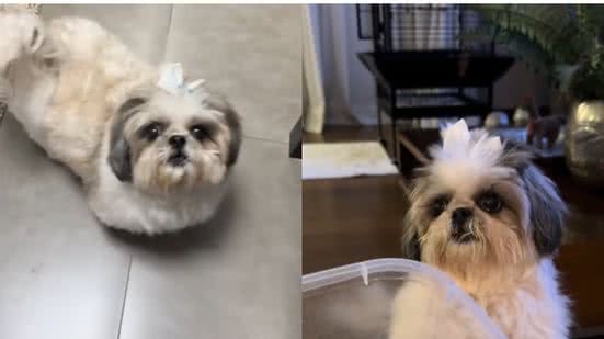 Reprodução//TikTok @michelinivet