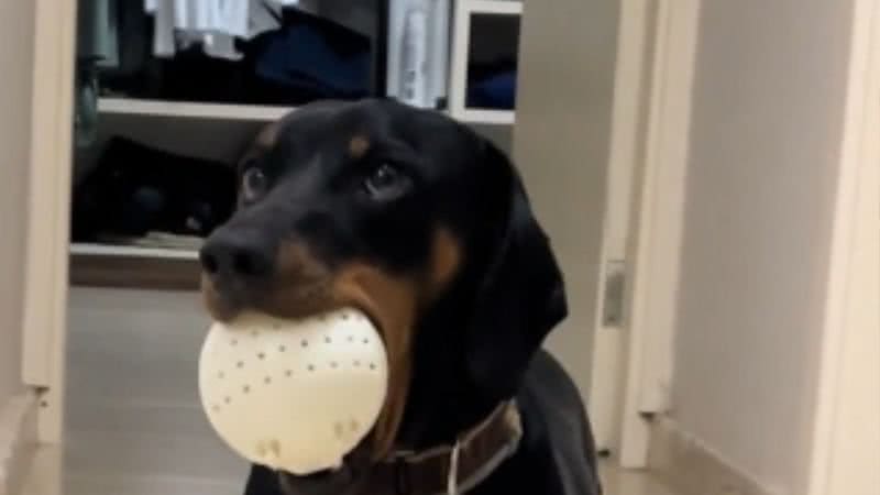 Reprodução// TikTok @ze.canino