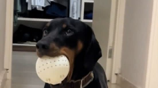 Reprodução// TikTok @ze.canino