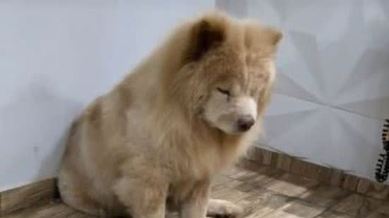 Reprodução / TikTok @wallyssonn_
