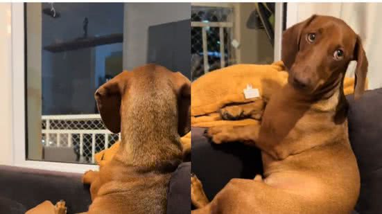 Reprodução//TikTok @manuel.da.aventura