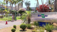 Divulgação / Embrapa
