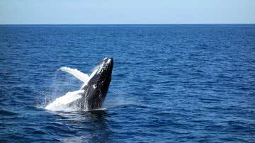 Divulgação / coloringcuties - Pixabay