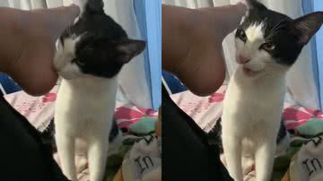 Reprodução/TikTok