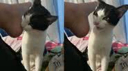 Reprodução/TikTok
