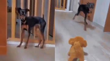 Reprodução/TikTok @memes25h