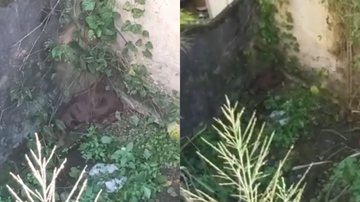 Reprodução/Vídeo
