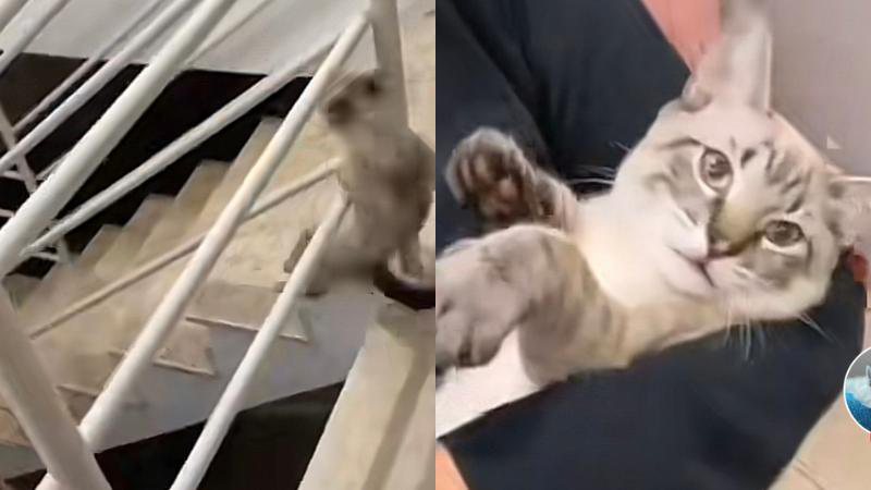 Reprodução// TikTok @meninoneycat
