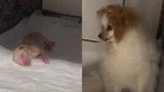 Reprodução/TikTok @fanypetz