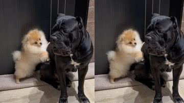 Reprodução / TikTok