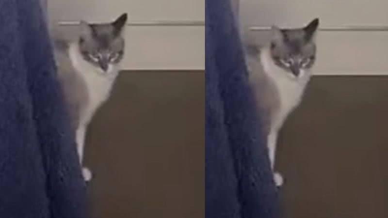 Reprodução/ Tik Tok