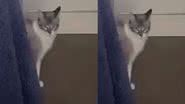 Reprodução/ Tik Tok