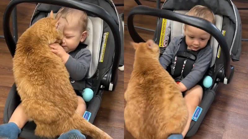 Reprodução/TikTok @danithecatlady