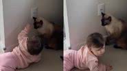 Reprodução/TikTok @vidadebicho2
