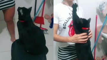 Reprodução/TikTok @meyfariass