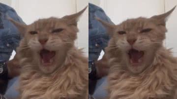Reprodução / Tik Tok