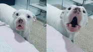 Reprodução/TikTok @brucebezerra1