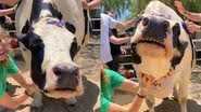 Reprodução/Instagram @thegentlebarn