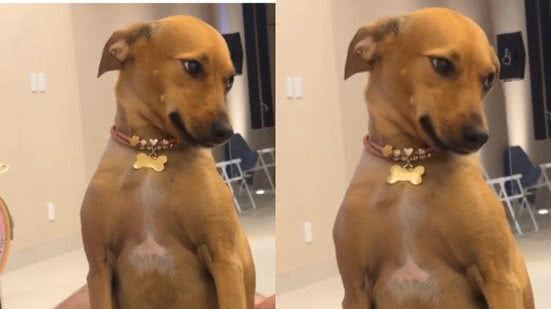 Reprodução/ TikTok @carlaalracsv