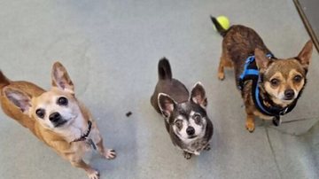 Divulgação / RSPCA