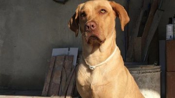 Reprodução / Redes Sociais