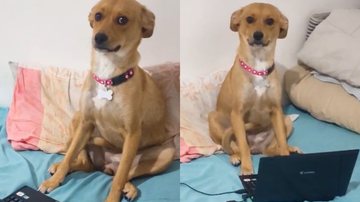 Reprodução/TikTok @au_caramelo