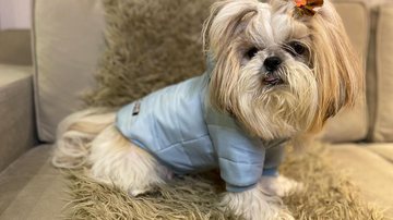Reprodução/Instagram @fashionpuppiesoficial