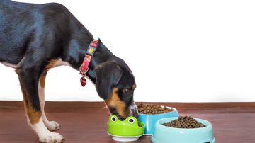 Imagem Cãolunista explica como saber qual é a melhor ração para seu cachorro