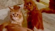 Imagem Mulher é devorada por gatos de estimação após desmaiar em casa