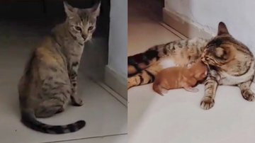 Reprodução/TikTok @elizabeth.santos1