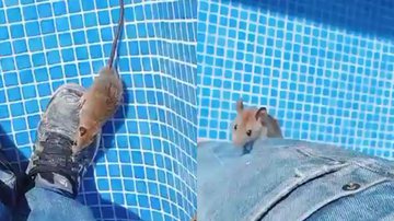 Reprodução/TikTok @talpaitalfilha.pj1