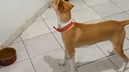 Reprodução / TikTok