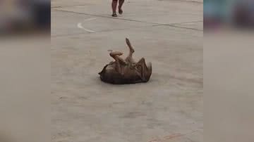 Reprodução/TikTok @scorpiondelanoche