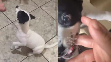Reprodução / TikTok