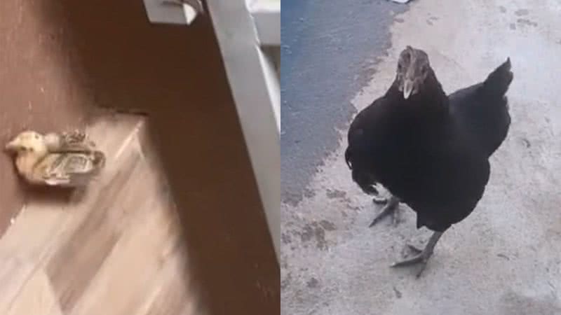 Reprodução/TikTok @eu_peoliveira