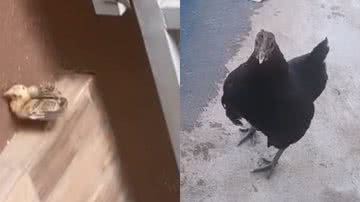 Reprodução/TikTok @eu_peoliveira