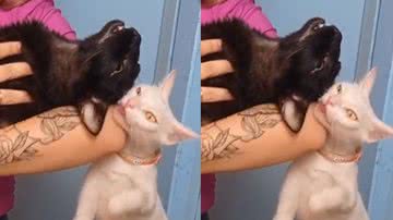 Reprodução / TikTok