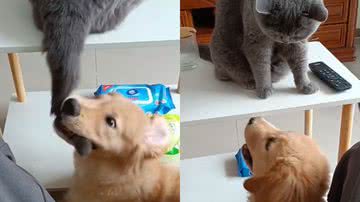 Reprodução/TikTok @raguelpets